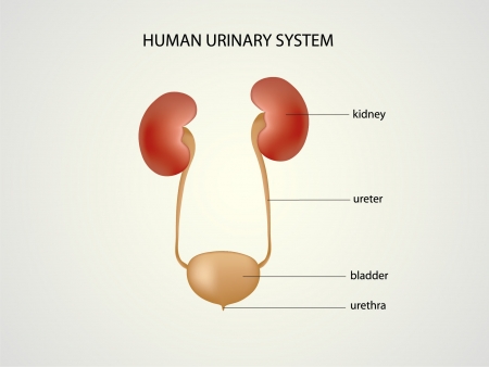 illustration of human urinary systemのイラスト素材