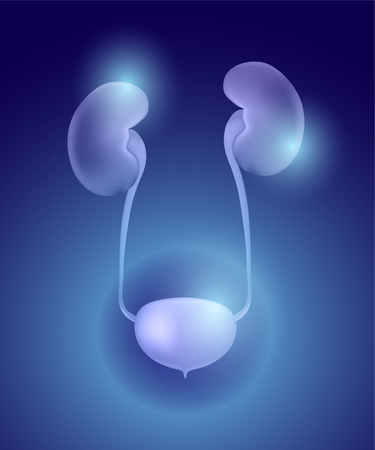 Human urinary system on blue background.のイラスト素材