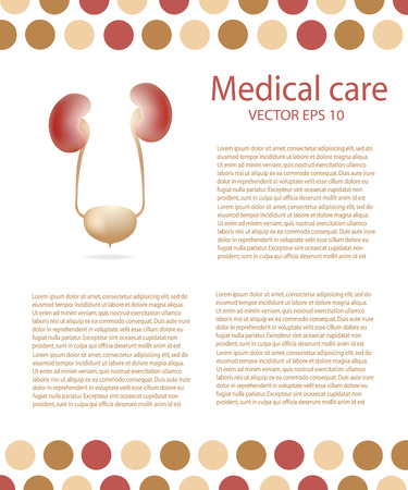 Human urinary system background.のイラスト素材