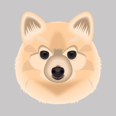 Spitz dog face drawing, vector illustration on a gray backgroundのイラスト素材