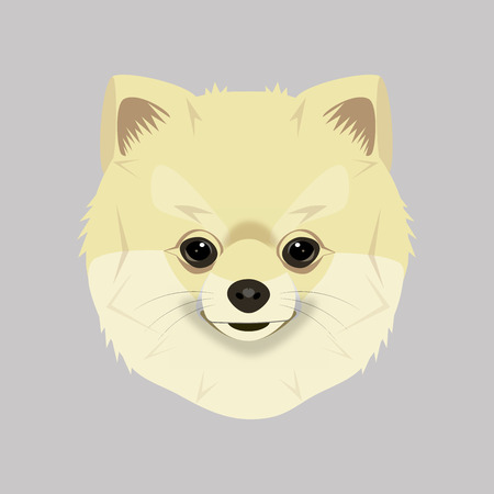 Spitz dog face cute drawing, vector illustration on a gray backgroundのイラスト素材