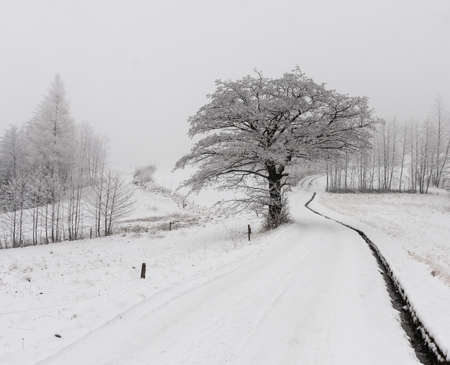landscape, waterscape, nature, animals, plants, mountains, clouds, sun and fog, moon, and architecture in betweenの写真素材