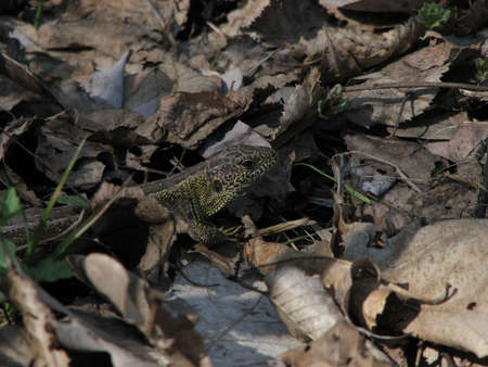 landscape, waterscape, nature, animals, plants, mountains, clouds, sun and fog, moon, and architecture in betweenの写真素材