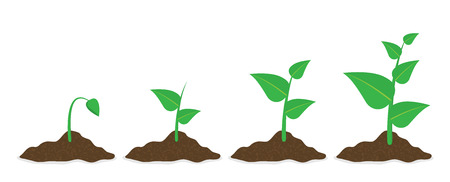 Phases plant growing. Planting tree infographic. Vector illustration in flat styleのイラスト素材