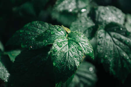 Fresh drops of dew on a leaf of the plant. Early sunny morning in natureの写真素材