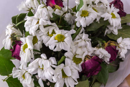 Wilted flowers. Daisies and roses. The deceased bouquet.