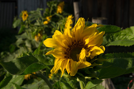 Sunflower flower and leaves close-up. quality photoの写真素材