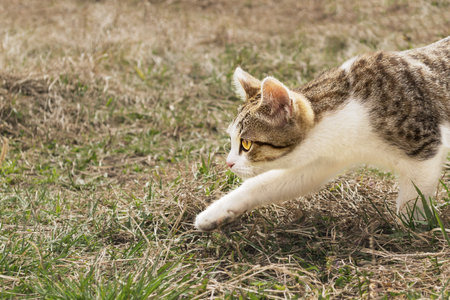 The cat hunts and sneaks on the grass. The cat carefully steps.の写真素材