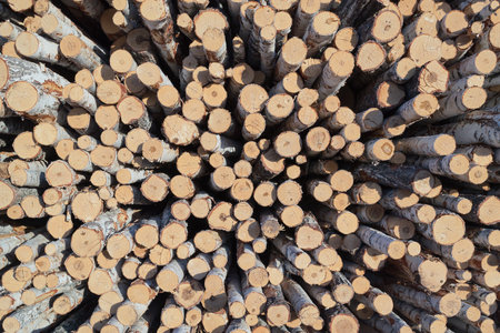 many felled tree trunks, wood warehouse. quality photoの写真素材