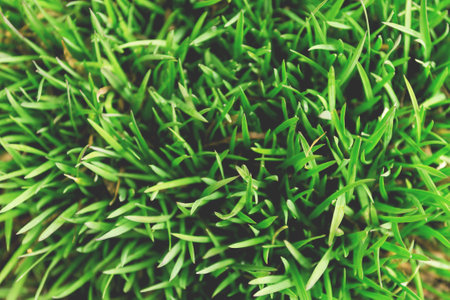 thin stems of young grass, a view from above.の写真素材