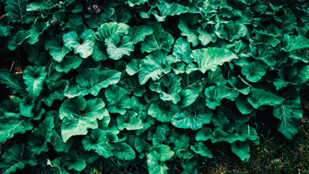 A green wall of leaves. Many leaves cover the floor. A green veil for the background. Large embossed leaves.の写真素材