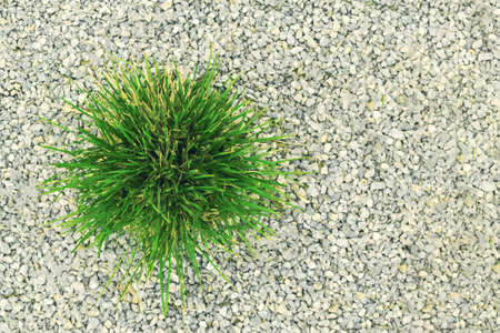 Green bush on the background of pebbles.の写真素材