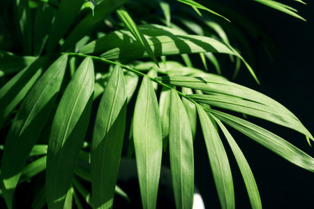 Leaves of a green plant in the light of the sun on a dark background.の写真素材