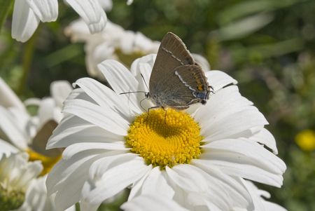 butterfly on a flowerの写真素材