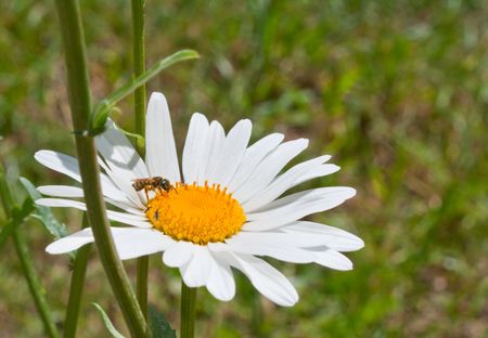 Daisy Day in the bright sunlight on a meadowの写真素材
