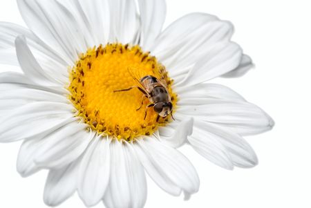 fly on daisy isolated on a white backgroundの写真素材
