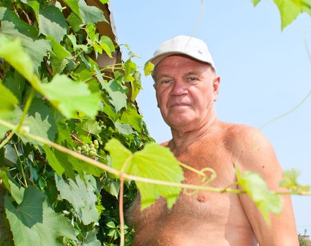 An elderly man cuts off the shoots of grapesの写真素材