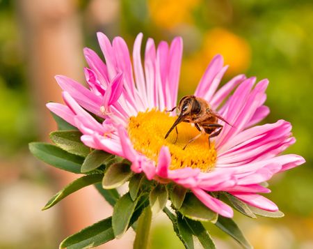 fly on a lavender flower collecting nectar
