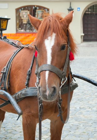horse harnessed to a cart standing on the pavement outside the houseの写真素材