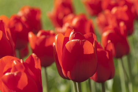 bright red tulips in bright sunlight at sunsetの写真素材