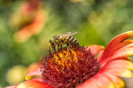 bee collects nectar and pollinating the flower gaillardia