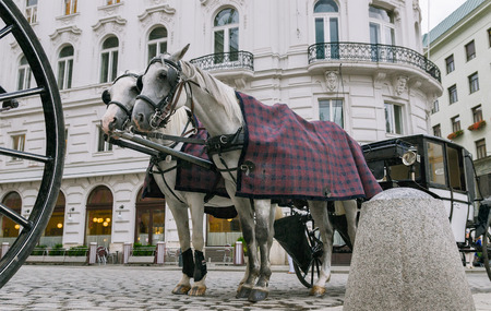 Vienna, Austria, a pair of horses harnessed to a carriage のeditorial素材