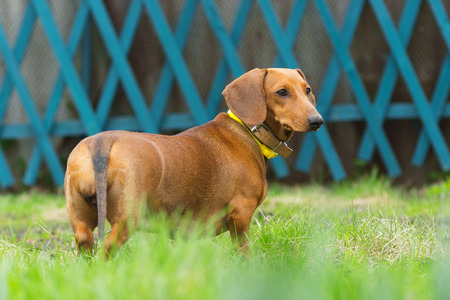 dachshund dog on the grass in the summer