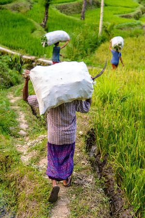 Indonesian farmers at work around Tetebatu, Lombokの写真素材