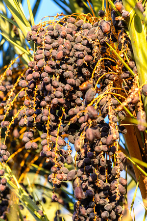 Dates Plantations in Garmeh, Dasht-e Kavir, Iranの写真素材