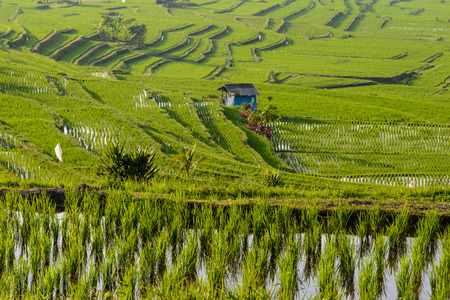 Rice terraces of Jatiluwih, Bali, Indonesiaの写真素材