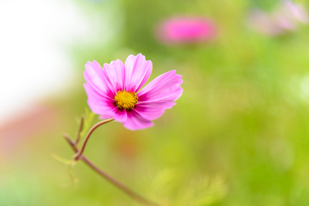 pink cosmea bloomの写真素材