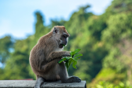 monkey eating fresh green grass