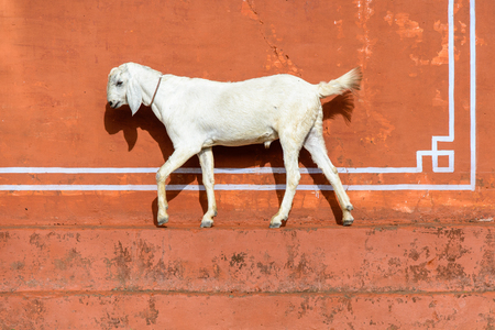 white goat walking in front of an orange wall in Jaipur, Indiaの写真素材