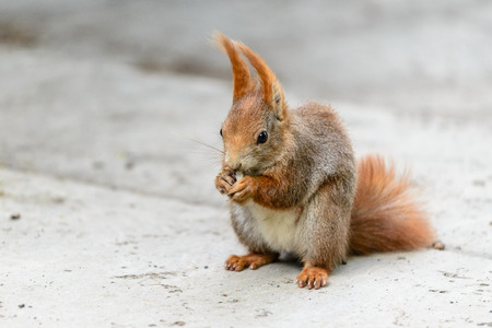 Squirrel in Clara-Zetkin-Park, Leipzig