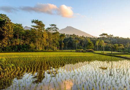Rice Terraces at sunrise, Lombokの写真素材
