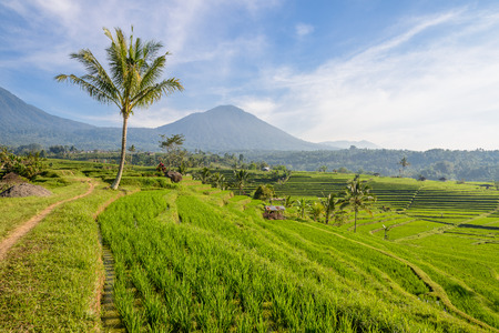 famous rice terraces of Jatiluwih,Bali, Indonesiaの写真素材