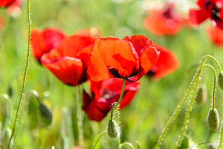 Red poppy, Pamukkale, Turkeyの写真素材
