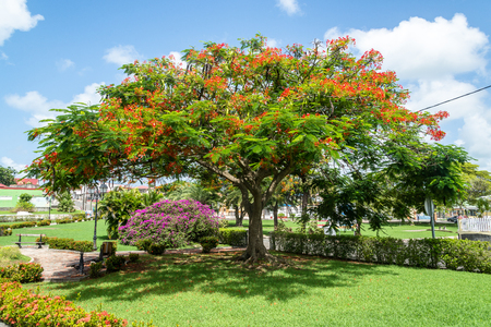 Flame tree (Delonix regia) in a public park in Petit Canal, Guadeloupeのeditorial素材