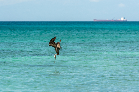 hunting pelican in the Bay of Bahia de las Aguilas, Dominican Republicの写真素材