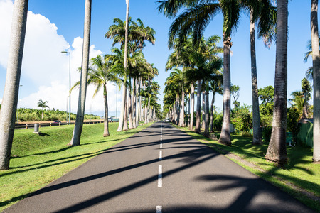 Alley Dumanoir with over 100 years old palm trees, Guadeloupeの写真素材