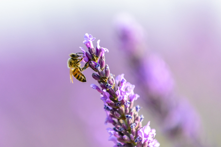 honey bee on a lavender flower, Valensole plateau, Provenceの写真素材
