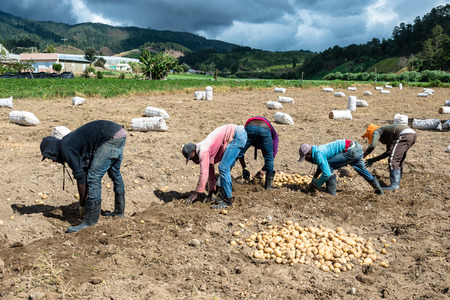 CONSTANZA, DOM. REPUBLIC - DEC 12, 2015: haitian farmers in the valley of Constanza surrounded by mountains, the agricultural center of the Dominican Republicのeditorial素材