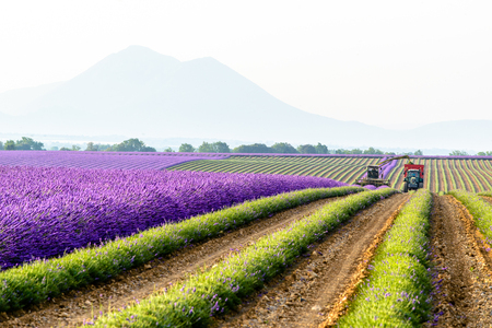 harvesting lavender field around Valensole, Provenceの写真素材