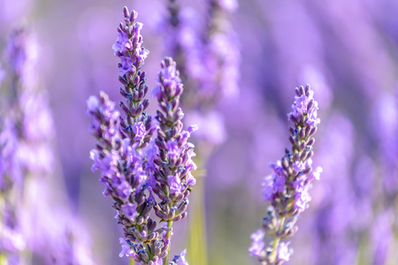 lavender field, Provenceの写真素材