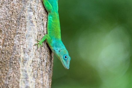Green turquoise lizard on a treeの写真素材
