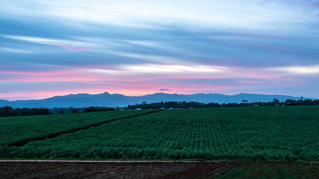 sugar cane plantation in the foreground while sun is setting behind the mountains of Guadeloupeの写真素材