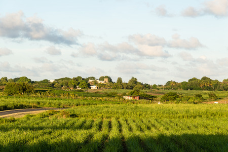 sugar cane plantation, Guadeloupeの写真素材