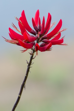 Red floralの写真素材
