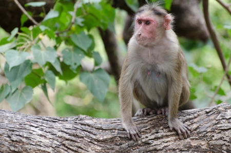 Monkeyの写真素材