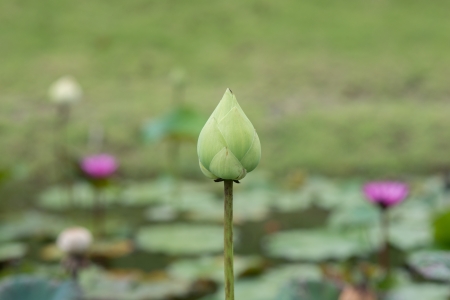 Green lotusの写真素材